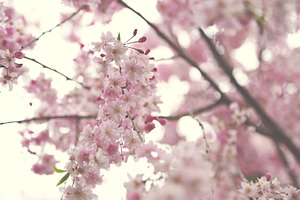 Pink blooms containing flowers, pink, and bloom
