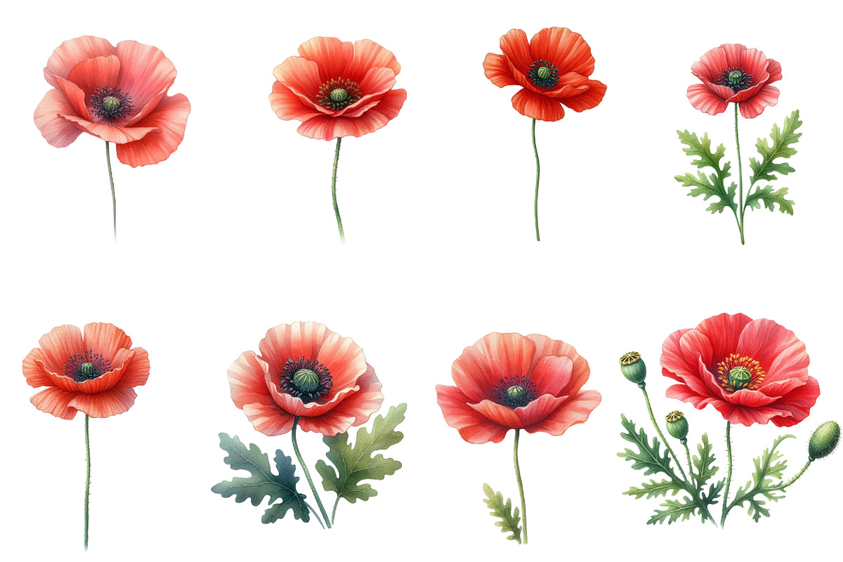 Watercolor Poppy Flower clipart, an Illustration by Designworld (Photo 2 of 5)