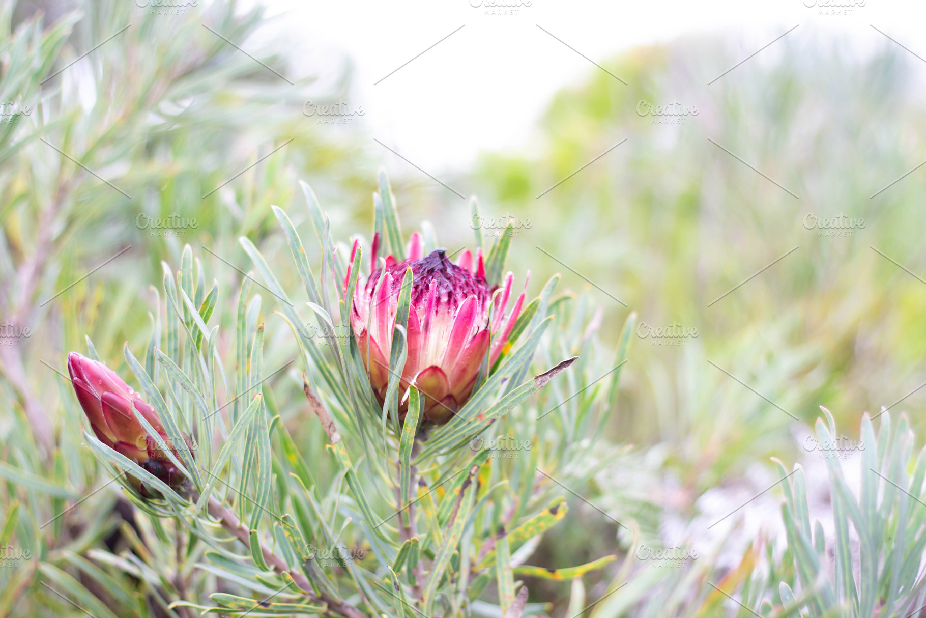 Pink Sugarbush Protea Repens Flower, a Nature Photo by Susan Brand Design
