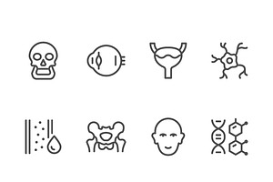 Set line icons of human organs, an Outline Icon by motorama