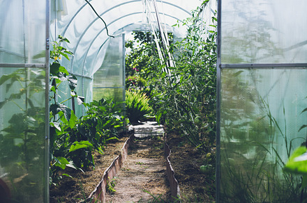 Growing a tomato in a greenhouse stock photo containing agricultural and, a Food & Drink Photo by EVA.studio