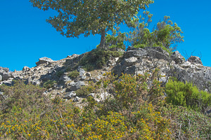 Young tree growing over rocky hill, a Nature Photo by DanFLCreativo