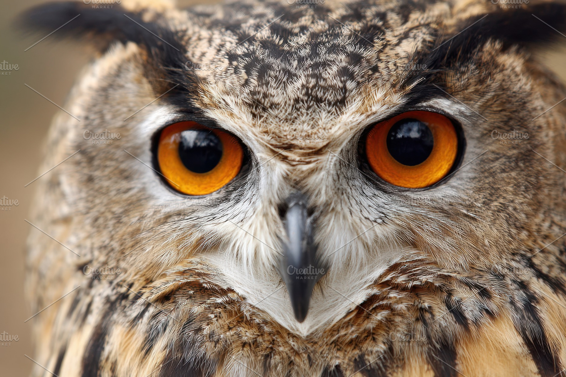 Close-up of a majestic owl with orange eyes, an Animal Photo by AlyaAnd