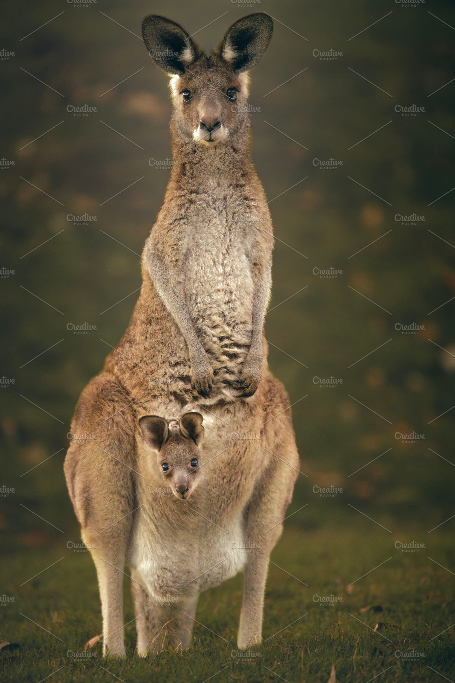 Eastern Grey Kangaroo with Joey, an Animal Photo by Rob D Animal Photography