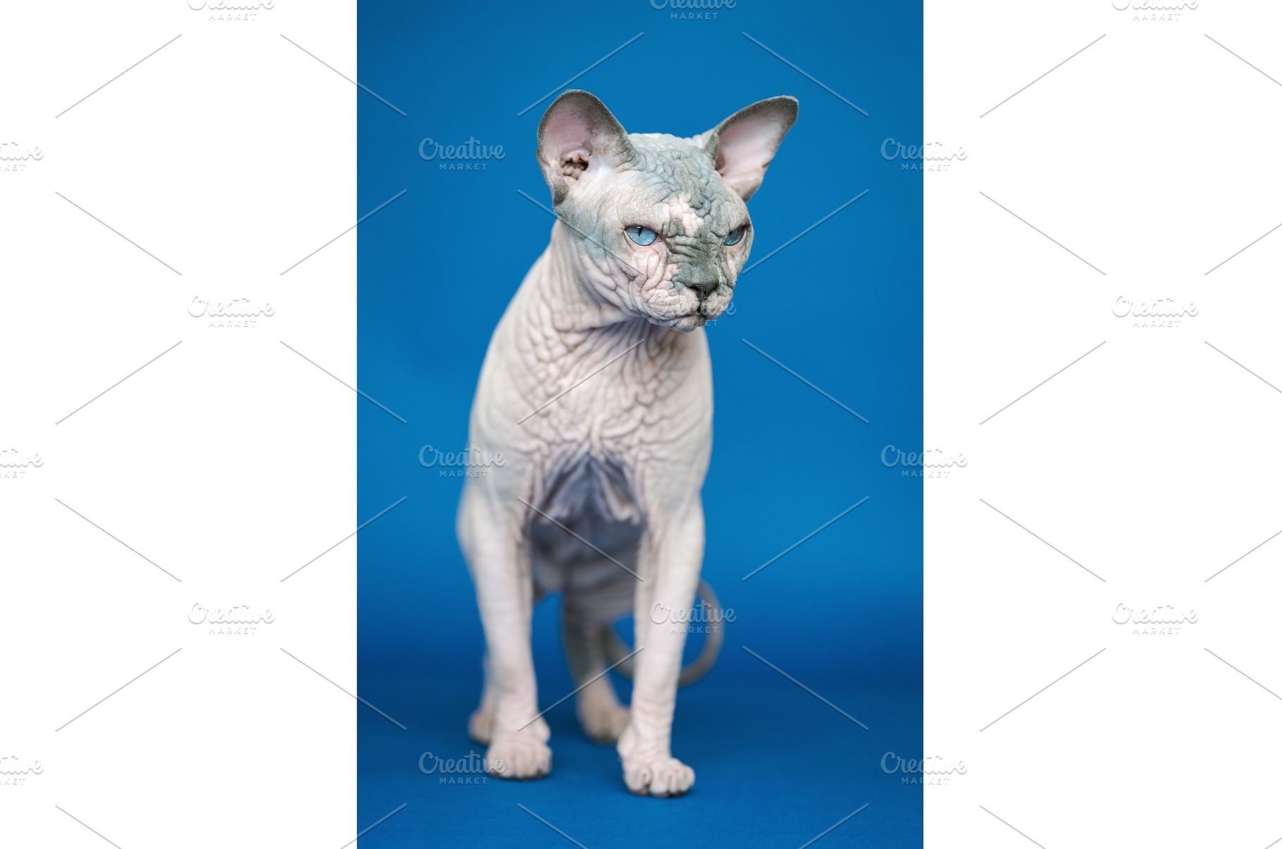 Portrait of cute Canadian Sphynx cat, an Animal Photo by Alexander-Piragis
