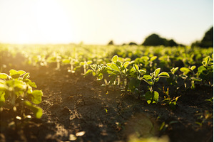 Young soybean plants glowing in, a Nature Photo by volodymyrshtun13795