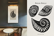 Aquatic Natural History Collection, an Object Graphic by Blixa 6 Studios (Thumbnail 22 of 24)