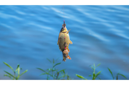 Fishing fish on the hook. Selective, a Sports & Recreation Photo by yanadjana