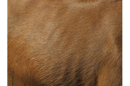 Buffalo wool texture, an Animal Photo by Grey Coast Media