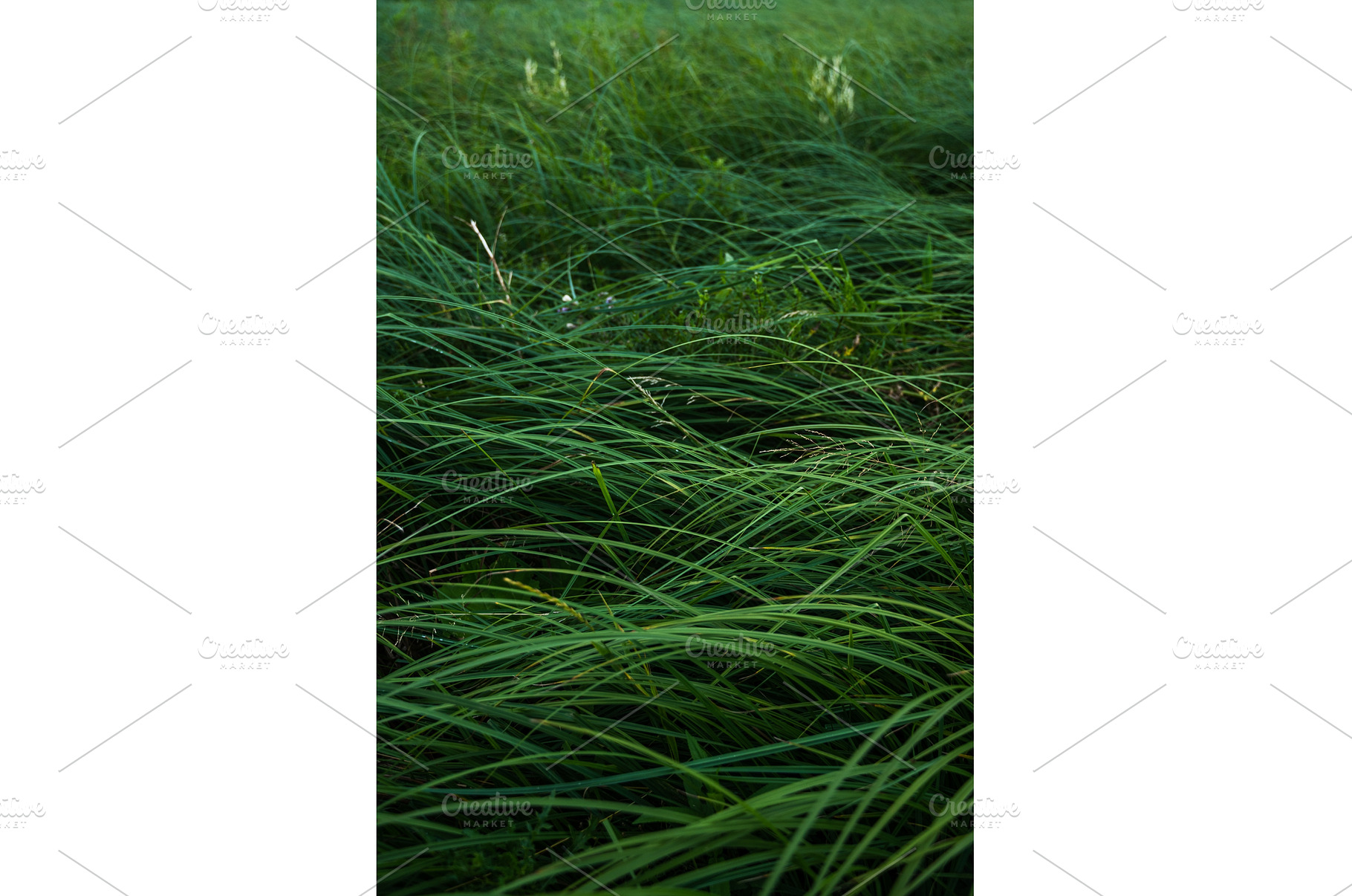 Dense green grass field with long, a Nature Photo by volodymyrshtun13795
