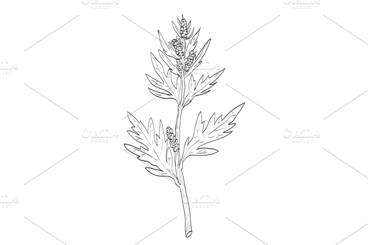 Common Mugwort Wild Plant Drawing, a Decorative Illustration by patrimonio (Photo 1 of 3)