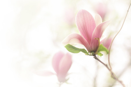 Spring vintage flowers magnolia containing antrisolja, nature, and magnolia