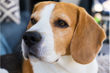 beagle dog relaxing on sofa outdoors, an Animal Photo by MadPhotos