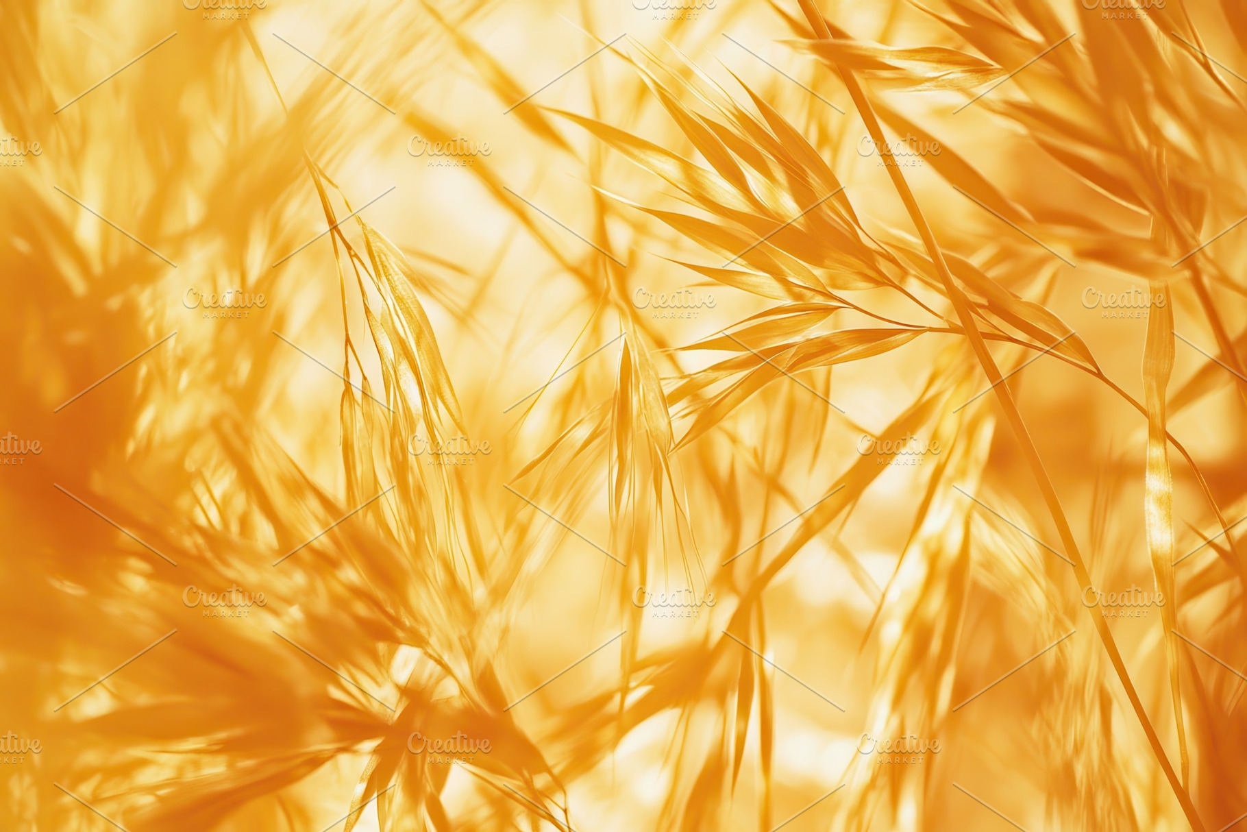 Closeup of golden wheat stalks, a Photo by Pavel_design