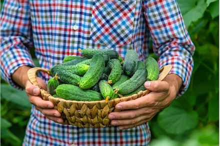 A man holds a harvest of cucumbers, a Food & Drink Photo by yanadjana