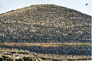 Colony of Guanay cormorants at the, an Animal Photo by Leonid Andronov