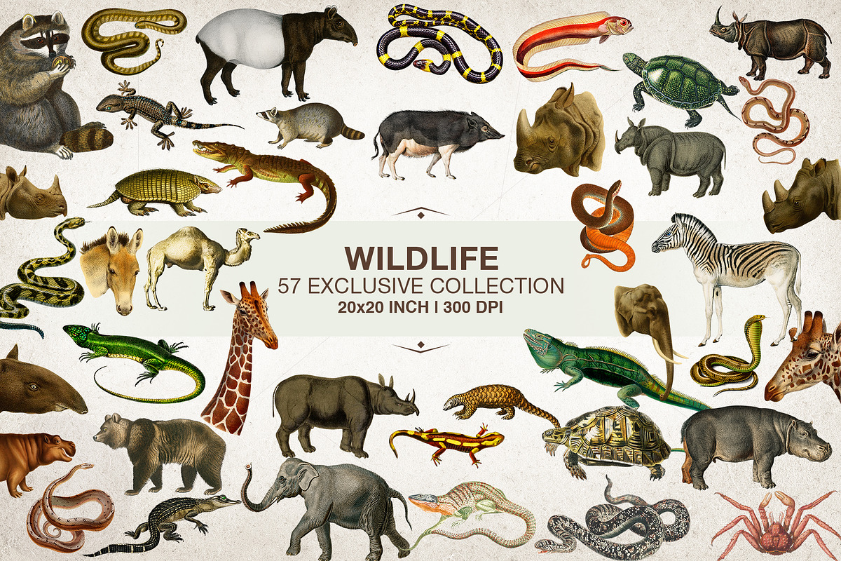 SALE! Fantasy Art Collage Creator, an Object Graphic by SNIPESCIENTIST (Photo 27 of 27)