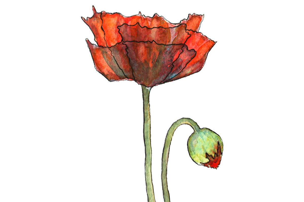 Bundle offer of watercolors, an Animal Illustration by Watercolor_Vector Graphic (Photo 21 of 27)