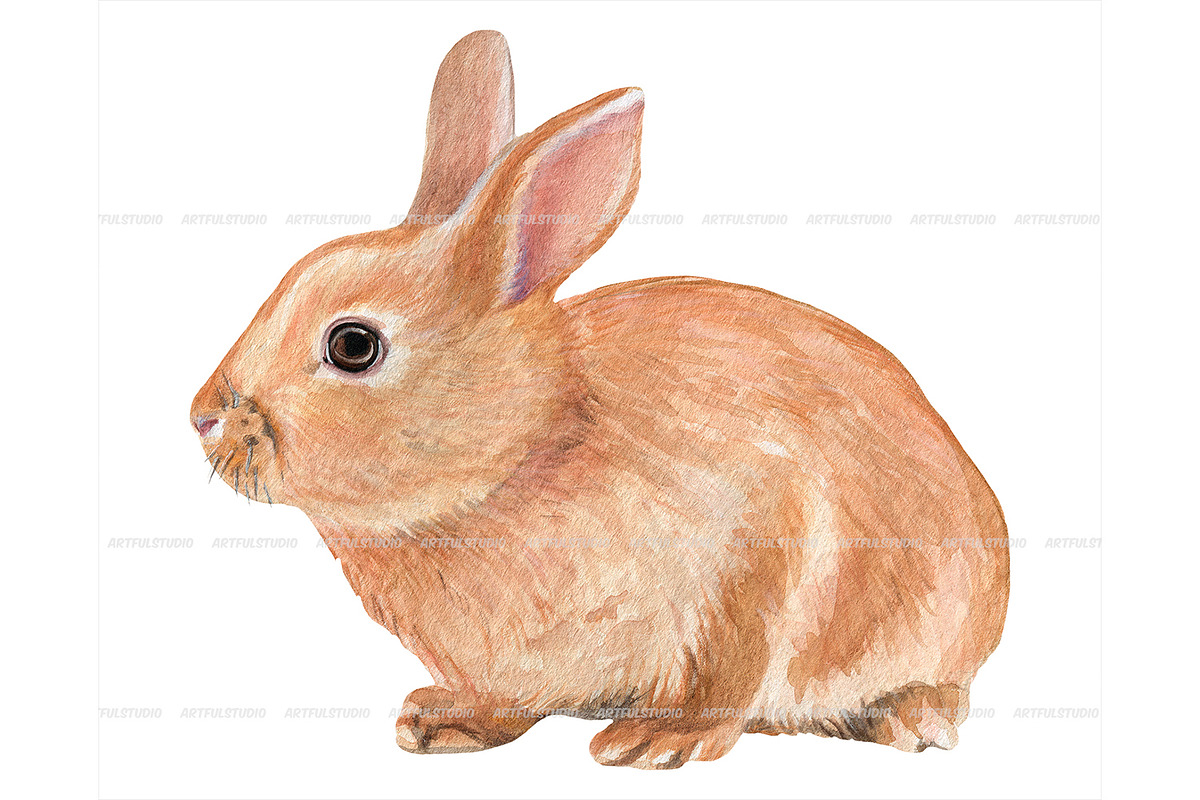 Watercolor Realistic Rabbits clipart, an Animal Illustration by ArtfulStudio (Photo 3 of 8)