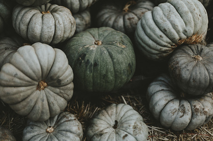 Green Pumpkin Patch, a Nature Photo by Lauren Rund Photography