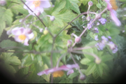 Dreamy, Ethereal Flower Photo Bundle, a Nature Photo by AmandaFagan (Thumbnail 12 of 13)
