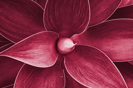 Agave rosette closeup. Magenta
