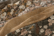 Magical forest seamless patterns, a Pattern Graphic by Alena Zaytseva (Thumbnail 4 of 9)