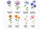 50 Watercolor Birth Month Flowers, a Decorative Illustration by Coral Beauty (Thumbnail 6 of 8)