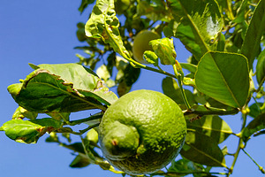 Green lemons growing on citrus tree with sunlight, a Food & Drink Photo by DanFLCreativo