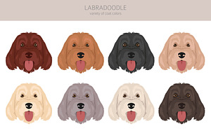 Labradoodle Clipart