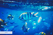 Underwater Photography Presets, a Plug-in Add-On by FixThePhoto (Thumbnail 11 of 32)