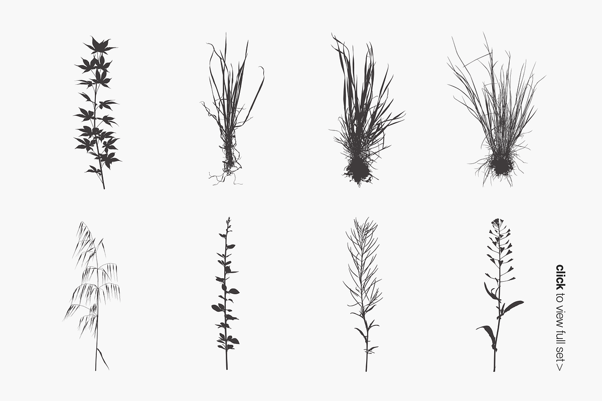 Herbarium: Set 1, a Decorative Illustration by Texture Fabrik (Photo 19 of 19)