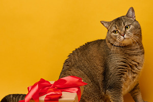 Adult gray straight-eared cat and a stack of gifts on a yellow b, a Holiday Photo by ndanko