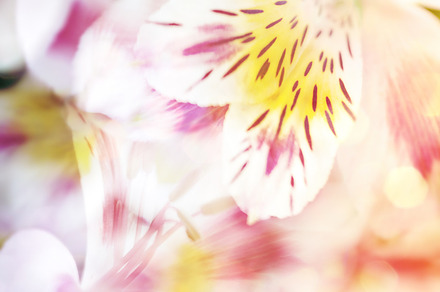 Pink Flowers Alstroemeria On Dark Wo preview 6