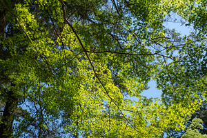 Japanese maple leaves on Miyajima Island near Hiroshima, Japan, a Nature Photo by GoodGoods
