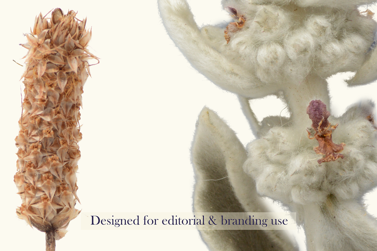 Airy Meadow – Dried Flower & Meadow, an Object Graphic by Aga Silva (Photo 6 of 7)