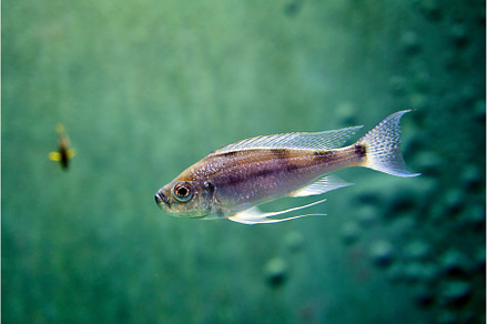 Diamond tetra fish in water on green, an Animal Photo by Oleksandr Berezko