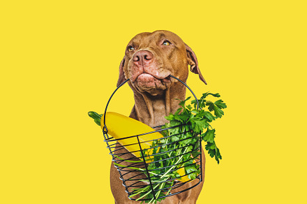 Brown puppy and small basket of fresh vegetables, an Animal Photo by Svetlana Barchan
