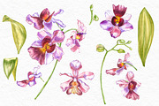 Orchids branch in botanical style, a Decorative Illustration by Ann Astro (Thumbnail 10 of 15)