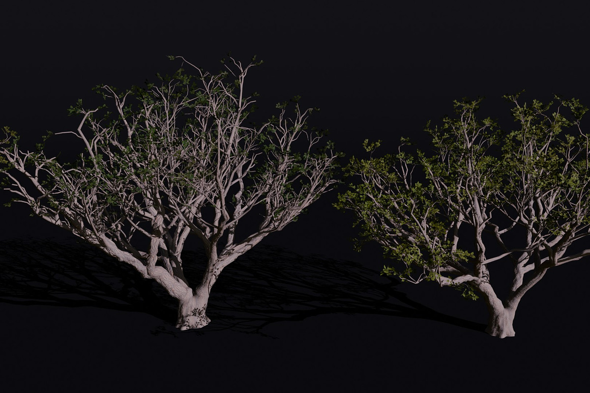 The Red Coral Tree, a Plants & Tree 3D Model by FuturePastCreatives (Photo 4 of 8)