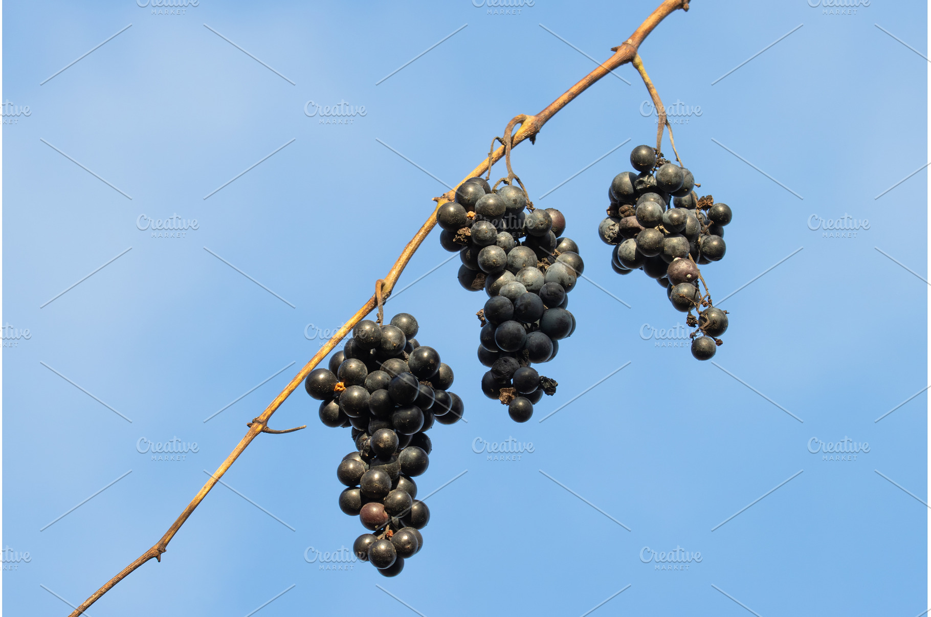 Bunch of ripe dark wild grapes, a Nature Photo by Pakosta