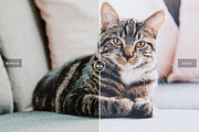 Pet Photoshop Actions Collection, an Action Add-On by Creativetacos (Thumbnail 5 of 7)
