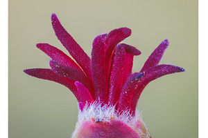 Closeup of a Corylus avellana, the, a Nature Photo by Lukas Jonaitis SHOP