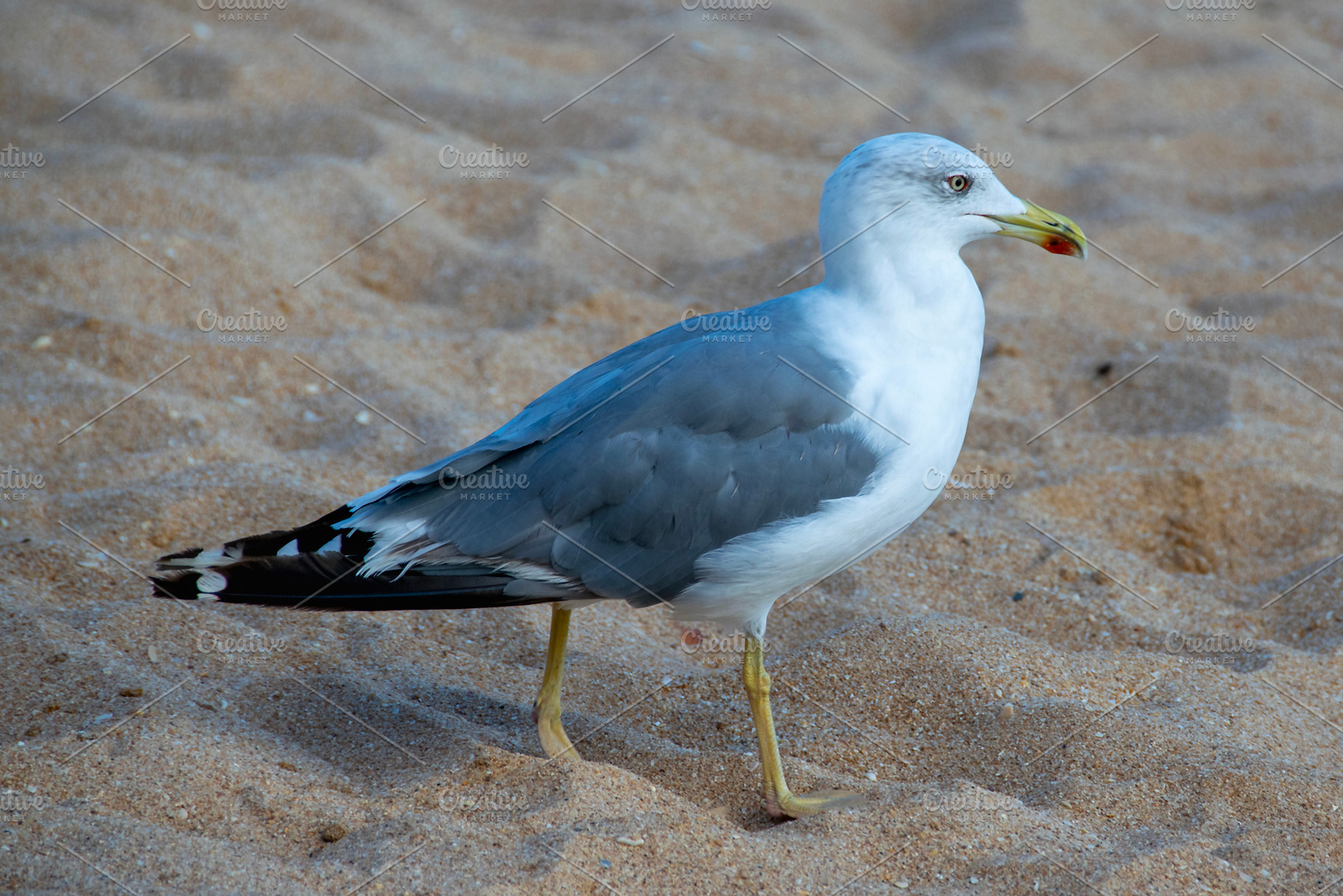 Seagull standing on sandy beach shore, an Animal Photo by DanFLCreativo