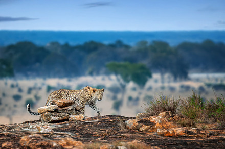 Leopard exploring rocky terrain in the African savanna during early morning lig