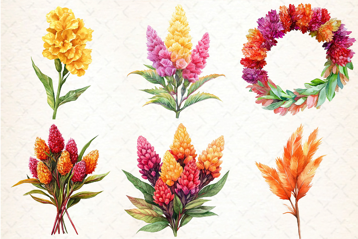 Celosia Flower Clipart, an Illustration by DreamCafeArt (Photo 2 of 9)