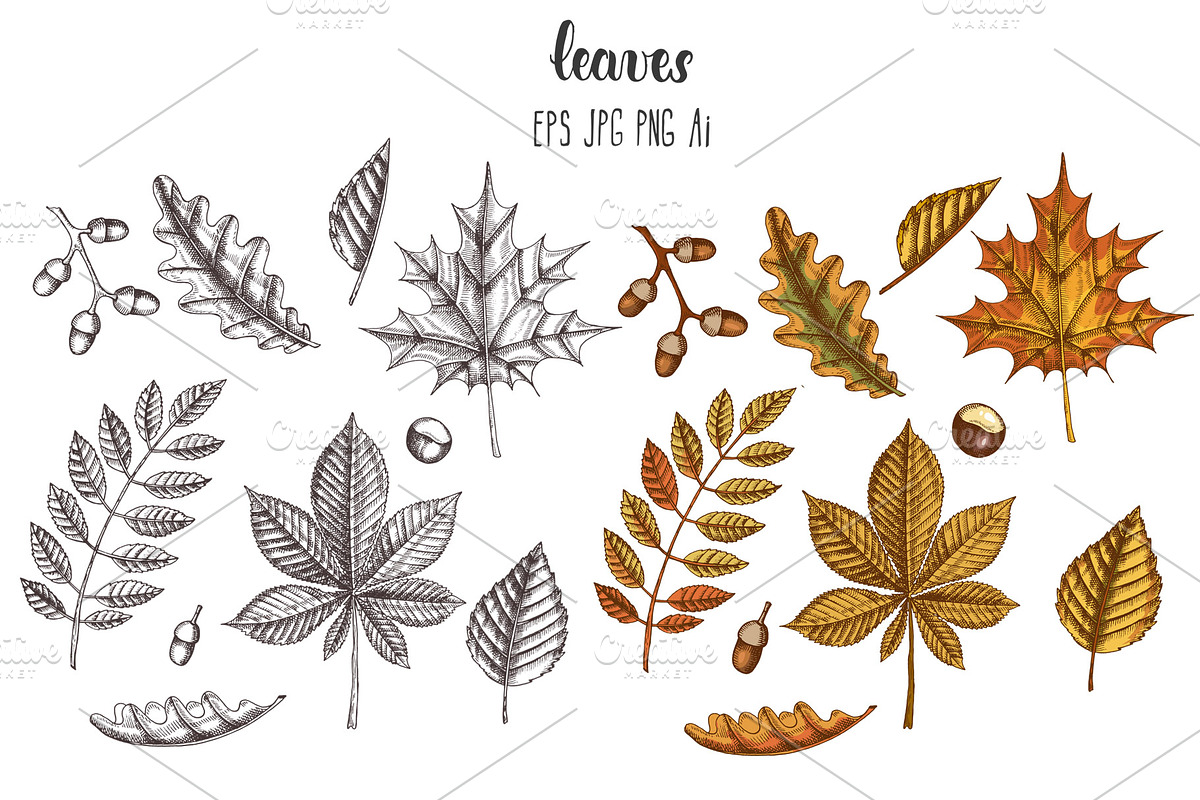 Pumpkins and Leaves Set, an Illustration by Tabiti (Photo 3 of 14)