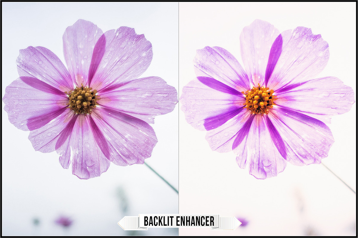 Incredible Flowers Profiles preview 7