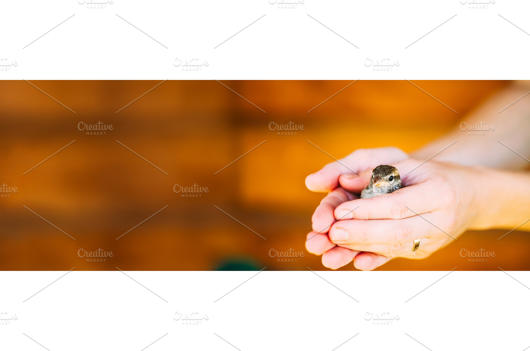 Young Bird Nestling House Sparrow -, an Animal Photo by Our Amazing World