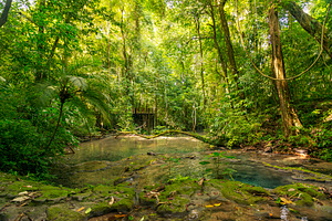 Mexico Jungle Lookout, a Nature Photo by THP Creative